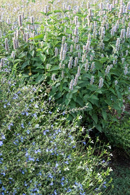 El azul floral activa ondas alfa, vinculadas a estados de atención relajada