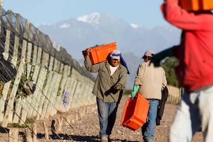 El bajo nivel de humedad, que mantuvo a las uvas en las mejores condiciones, hoy les permite a los hacedores de vino trabajar con comodidad