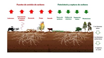 Desmitificando el Impacto Ambiental de la Ganadería Bovina 9 "El balance positivo genera un crédito de carbono que puede ser certificado y valorizado comercial y socialmente", dijo