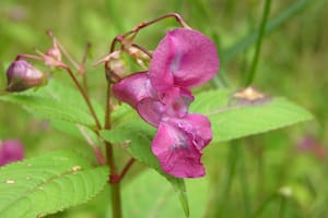 La planta invasora que se expande en EE.UU. y piden no cultivar