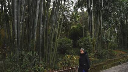 El bambú es el 99% de la dieta de los osos panda