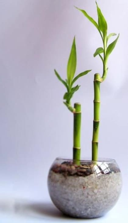 El bambú es un símbolo de “fortuna en casa”