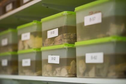 El banco de cerebros del Fleni tiene un centenar de muestras; cada cerebro tiene una mitad en formal, y la otra mitad congelada