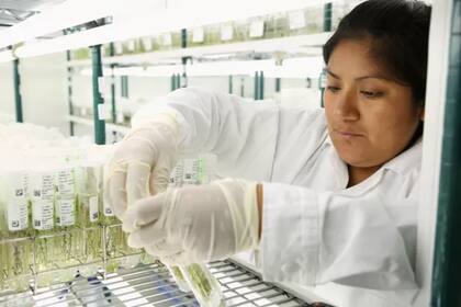 El banco de germoplasma del Centro Internacional de la Papa es el más diverso del mundo