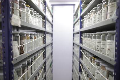 El banco de germoplasma del INTA La Consulta conserva 5000 muestras de semillas de 30 diferentes especies