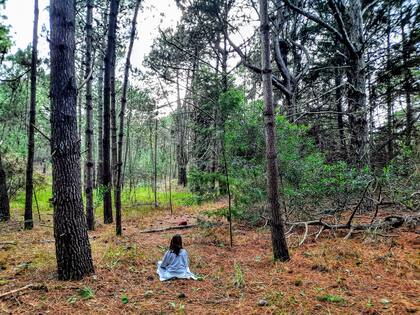 El baño de bosque es un hábito que puede realizarse durante varios días o en una misma tarde y ayuda a potenciar la relajación y la concentración