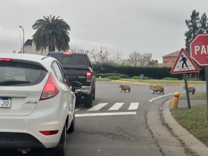 El barrio de Nordelta y los carpinchos: qué dicen en un medio de Estados Unidos sobre esta relación