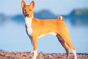 El Basenji, una raza de origen egipcio que se convirtió en la más buscada por las personas