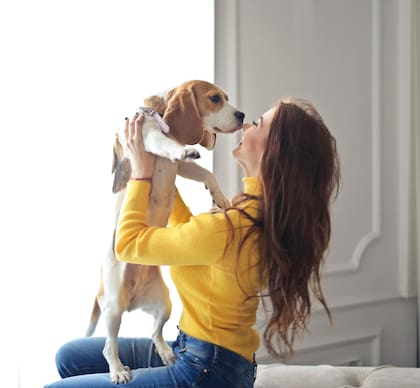 El beagle suele vivir hasta 18 años, lo que los hace una de las razas de perro más longevas del mundo