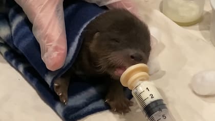 El bebé de nutria fue atendido inmediatamente tras el rescate
