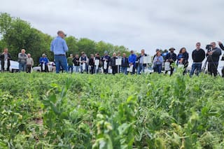 El servicio extra que aportan las legumbres inoculadas