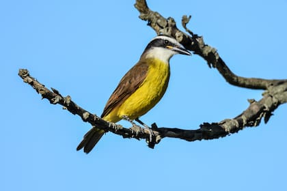 El benteveo común (Pitangus sulphuratus) es una especie de ave paseriforme perteneciente a la familia Tyrannidae. Es una de las aves más reconocibles y ampliamente distribuidas en América, conocida por su llamativo plumaje y su canto fuerte y melodioso.