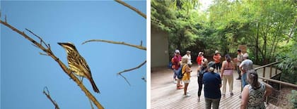 El benteveo rayado (Myiodynastes maculatus) es una de las especies de aves autóctonas que se pueden observar en la zona.