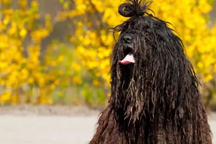 El Bergamasco es comparado con una oveja por su pelaje (Foto Unsplash)