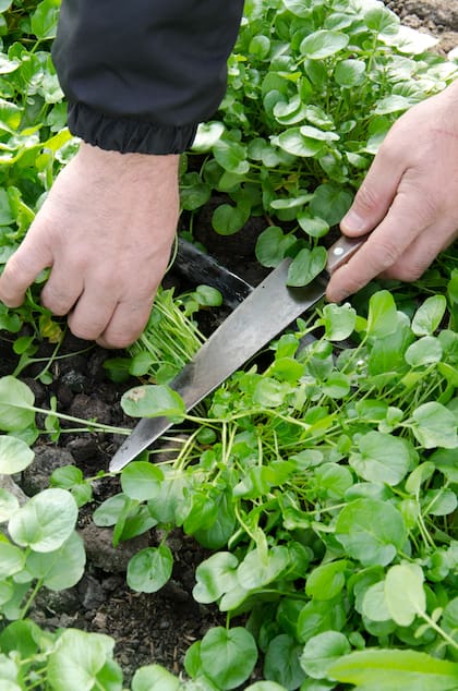 El berro crece de manera silvestre en arroyos de agua dulce, ríos poco profundos y fuentes naturales de agua limpia con corrientes, por eso cuando se cultiva es preciso recrear esas condiciones