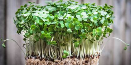 El berro es rico en fibra, vitaminas K, C y E, calcio, y flavonoides