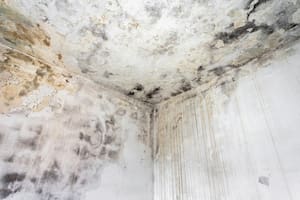 El infalible truco con bicarbonato de sodio para retirar la humedad de las paredes