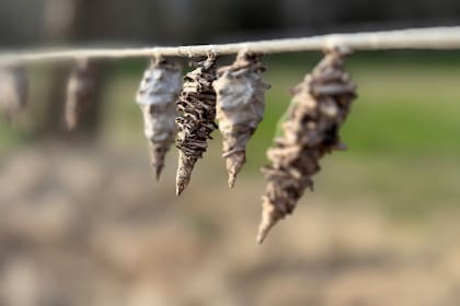 El bicho canasto fue una plaga importante en el siglo XX