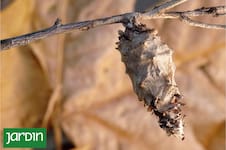 Por qué pasó de plaga temida a especie en peligro y qué podemos hacer para evitarlo