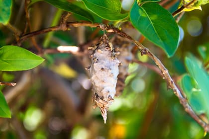 El bicho canasto se encuentra en peligro de extinción debido al uso de pesticidas