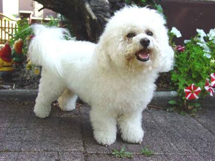 El Bichon Prisé, uno de los perros más elegidos para vivir en un departamento