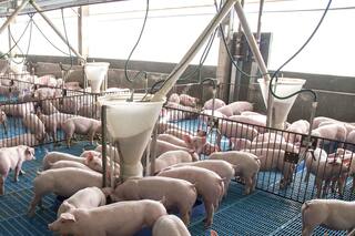 Bienestar animal: una premisa obligatoria en la producción sustentable