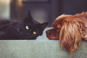 Cómo proteger a los perros y gatos del golpe de calor
