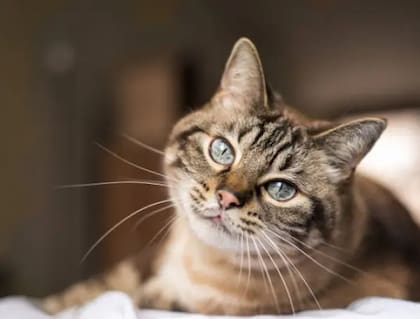 El bienestar emocional también es parte del cuidado felino