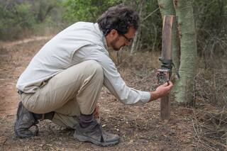 Yaguareté: cómo trabajan los expertos del PN El Impenetrable para protegerlo