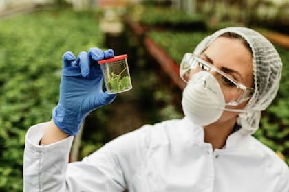 El 27 de junio se celebra el Día del Biólogo en la Argentina (Foto: UNAM)