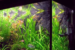 El biólogo español Manuel Peinado Lorca muestra cómo carga la batería de su celular usando una pecera como fuente de electricidad