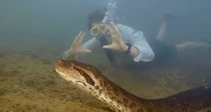 El biólogo Freek Vonk nadó junto a una anaconda verde del norte