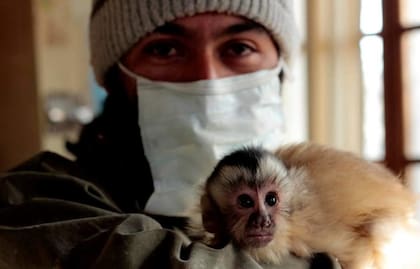 El biólogo Juan Pablo Heredia con un bebé de mono capuchino.