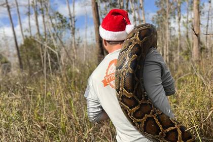 El biólogo que capturó una enorme pitón en Floirda