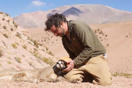 El biólogo y explorador de National Geographic Emiliano Donadío trabaja en la conservación del Puma