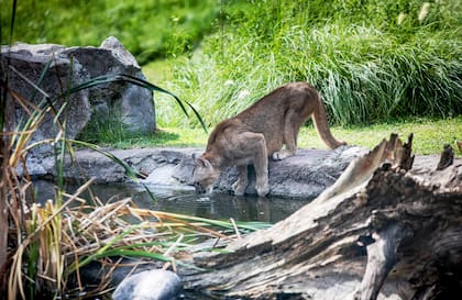 El bioparque de Escobar reabrió sus puertas con todos los protocolos y es un gran programa para grandes y chicos