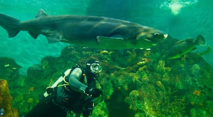 El bioparque de la Fundación Temaikèn funciona como un espacio de concientización y educación para el público visitante