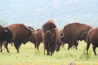 El bisonte americano es considerado un animal sagrado por los nativos norteamericanos