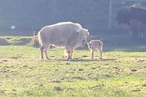 El bisonte es un animal originario de América del Norte