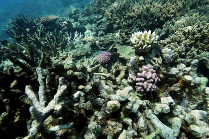 El blanqueamiento no es sinónimo de muerte, se parece más a una enfermedad grave que puede culminar en ella