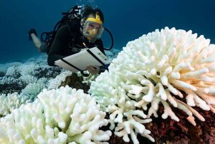 El blanqueo de los corales los expone a enfermedades y ya ha desatado eventos de muertes masivas de estos organismos a lo largo del mundo.