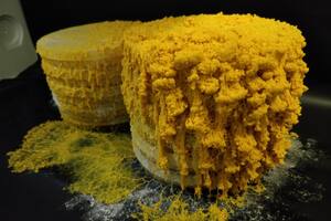 El blob no pertenece al reino animal, vegetal ni fungi; es un intrigante organismo cuyo comportamiento será probado en el espacio exterior