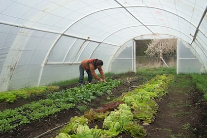 El Bolsón. En la Granja Valle Pintado, Belén Frieria pone en práctica la agricultura biodinámica. En el establecimiento que dirige junto con Alex Edleson tienen una extensa lista de espera de Wwoofers