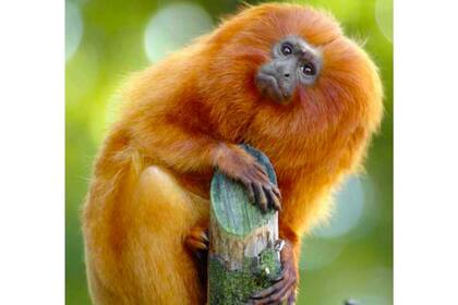 El bosque atlántico está pegado a grandes ciudades: un brote de fiebre amarilla puede expandirse de forma vertiginosa