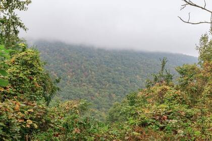 El Bosque Conmemorativo Joyce Kilmer cuenta con árboles de más de 400 años (tripadvisor)