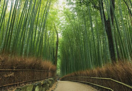 El bosque de bambú Arashiyama a 15 minutos de la ciudad de Kioto.