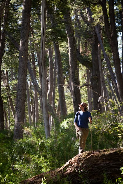 El bosque de coihues, en el sendero hacia Palanganas.
