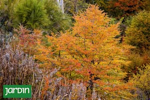 El bosque de lenga ofrece uno de los mayores espectáculos de la Patagonia cuando el follaje adquiere tonos rojizos, amarillentos y anaranjados antes de caerse.