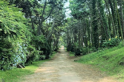 El bosque de Pinamar, hoy