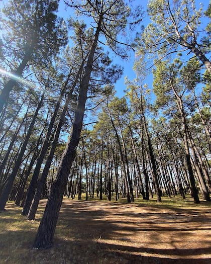 El Bosque Energético de Miramar es un sector de pinos donde se dice que existen campos magnéticos particulares y donde reina el noble silencio
